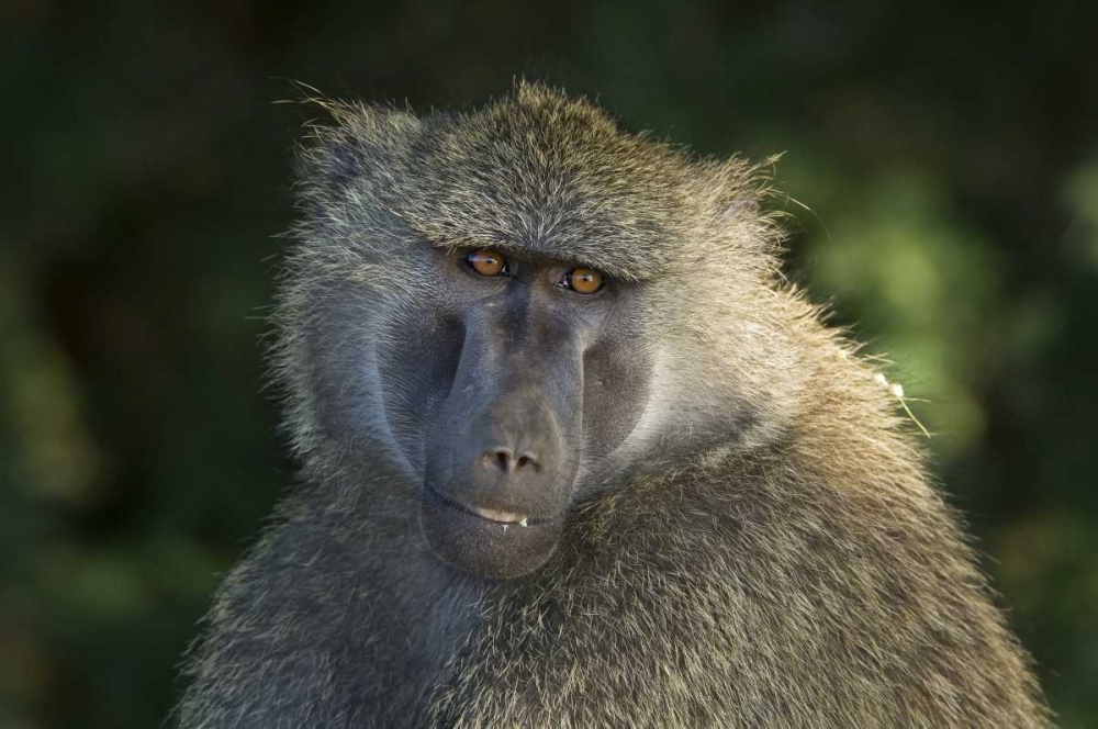 Kenya, Samburu National ReserveOlive baboon